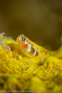 "Gobe Face"
An Orange Sided Gobe resting on a yellow spo... by Dusty Norman 